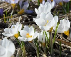 Crocus 'Ard Schenk' -Flowers Sales Store crocus ard schenk 4
