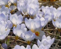 Crocus 'Blue Pearl' -Flowers Sales Store crocus blue pearl 4