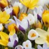 Crocus 'Botanical Mixed' -Flowers Sales Store crocus botanical mixed 1