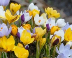 Crocus 'Botanical Mixed' 7 Crocus 'Botanical Mixed' -Flowers Sales Store crocus botanical mixed 4