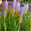 Crocus Sieberi 'Firefly' -Flowers Sales Store crocus firefly 1
