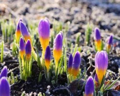 Crocus Sieberi 'Firefly' -Flowers Sales Store crocus firefly 1 6b3981c2 4029 4c88 947d c443f69d0d3b