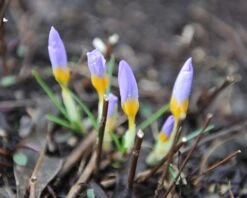 Crocus Sieberi 'Firefly' -Flowers Sales Store crocus firefly 2 5e128de0 252b 4154 a85b b7afb0774808