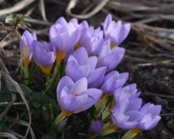 Crocus Sieberi 'Firefly' -Flowers Sales Store crocus firefly 3 5c4048fa 5ca2 4436 aff1 04e19145c32d