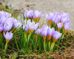 Crocus Sieberi 'Firefly' -Flowers Sales Store crocus firefly 5