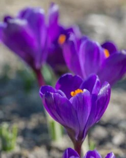 Crocus 'Flower Record' -Flowers Sales Store crocus flower record 1