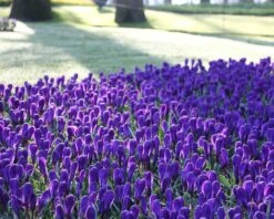 Crocus 'Flower Record' -Flowers Sales Store crocus flower record 1 bb00c938 1f4b 43f0 838e f160ce5d3447