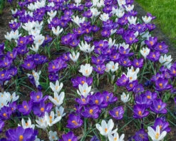Crocus 'Flower Record' -Flowers Sales Store crocus flower record 2