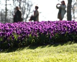 Crocus 'Flower Record' -Flowers Sales Store crocus flower record 2 1e16093b a465 4a0e a6db 4721f6aa44d4