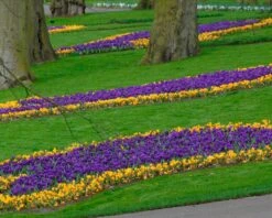 Crocus 'Flower Record' -Flowers Sales Store crocus flower record 4