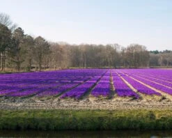 Crocus 'Flower Record' -Flowers Sales Store crocus flower record 5