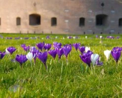 Crocus 'Flower Record' -Flowers Sales Store crocus flower record 6