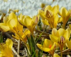 Crocus 'Gipsy Girl' -Flowers Sales Store crocus gipsy girl 3