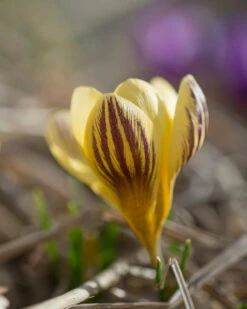 Crocus 'Gipsy Girl' -Flowers Sales Store crocus gipsy girl 4