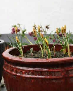 Crocus 'Gipsy Girl' -Flowers Sales Store crocus gipsy girl 5