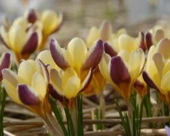 Crocus 'Herald' 19 Crocus 'Herald' -Flowers Sales Store crocus herald 4