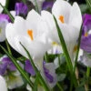 Crocus 'Jeanne D'Arc' 1 Crocus 'Jeanne D'Arc' -Flowers Sales Store crocus jeanne d arc 0