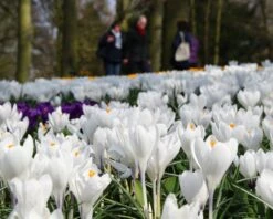Crocus 'Jeanne D'Arc' -Flowers Sales Store crocus jeanne darc 10