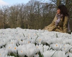 Crocus 'Jeanne D'Arc' -Flowers Sales Store crocus jeanne darc 13