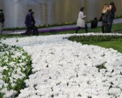 Crocus 'Jeanne D'Arc' -Flowers Sales Store crocus jeanne darc 14