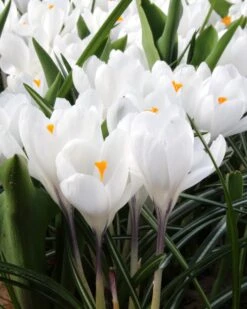 Crocus 'Jeanne D'Arc' -Flowers Sales Store crocus jeanne darc 1 137877d6 413d 4809 b9f8 ab5688923f5d