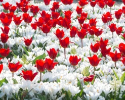 Crocus 'Jeanne D'Arc' -Flowers Sales Store crocus jeanne darc 3