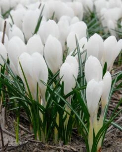 Crocus 'Jeanne D'Arc' -Flowers Sales Store crocus jeanne darc 4