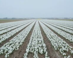 Crocus 'Jeanne D'Arc' -Flowers Sales Store crocus jeanne darc 5