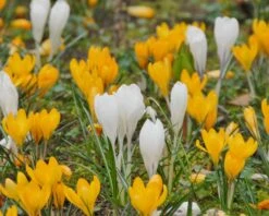 Crocus 'Jeanne D'Arc' -Flowers Sales Store crocus jeanne darc 6