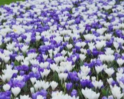 Crocus 'Jeanne D'Arc' -Flowers Sales Store crocus jeanne darc 7