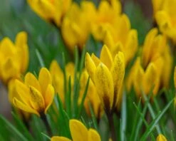 Crocus Korolkowii -Flowers Sales Store crocus korolkowii 2