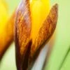 Crocus Korolkowii