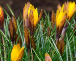 Crocus Korolkowii -Flowers Sales Store crocus korolkowii 4