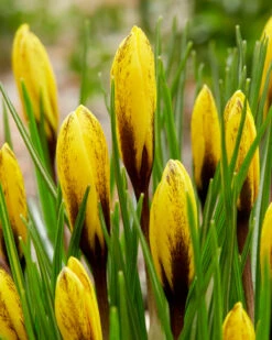 Crocus Korolkowii -Flowers Sales Store crocus korolkowii 5