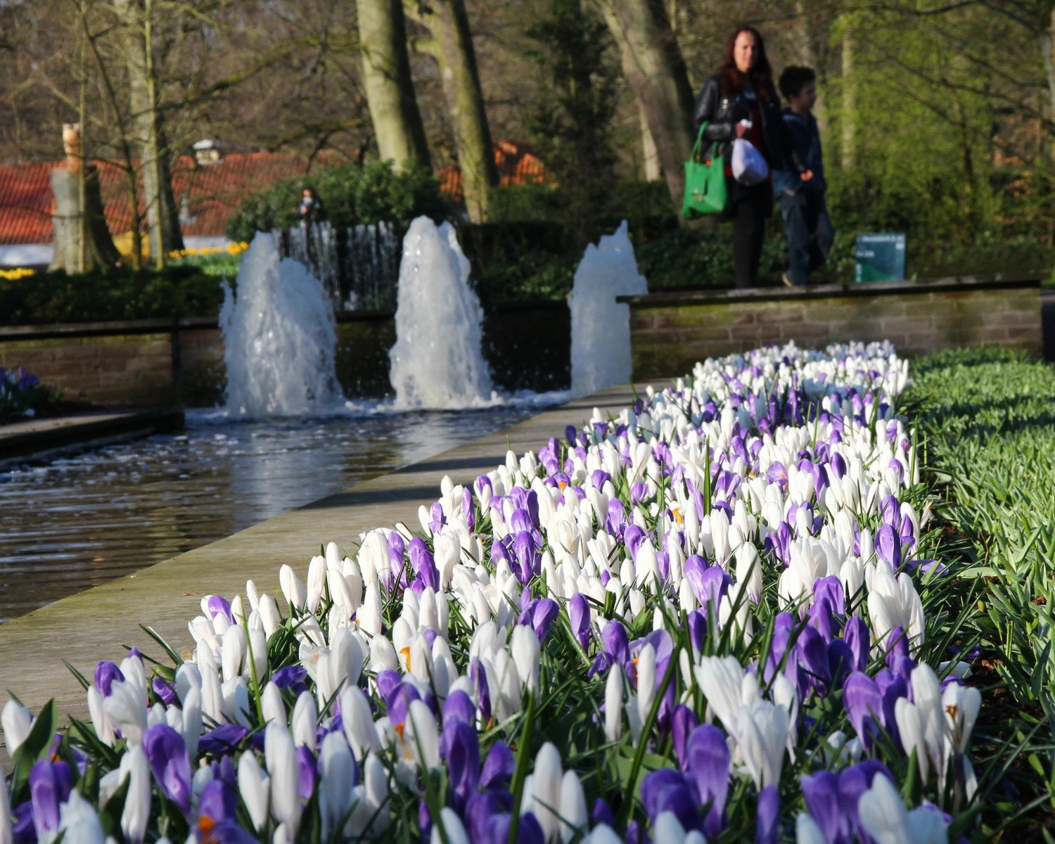 Crocus Collection 'Match Of The Day' 5 Crocus Collection 'Match Of The Day' - Image 3