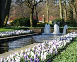 Crocus Collection 'Match Of The Day' 13 Crocus Collection 'Match Of The Day' -Flowers Sales Store crocus match of day 3