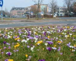 Crocus 'Mixed Colours' 15 Crocus 'Mixed Colours' -Flowers Sales Store crocus mixed 2