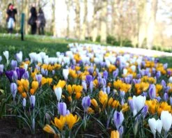 Crocus 'Mixed Colours' 14 Crocus 'Mixed Colours' -Flowers Sales Store crocus mixed 3 02ab09ca 596a 421d 88bc a524bc9e66aa