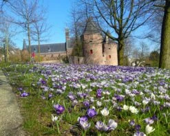 Crocus 'Mixed Colours' 17 Crocus 'Mixed Colours' -Flowers Sales Store crocus mixed 4