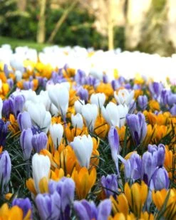 Crocus 'Mixed Colours' 13 Crocus 'Mixed Colours' -Flowers Sales Store crocus mixed 4 f1e04e7d 8de5 4444 80fc 3a934873351b