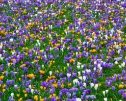 Crocus 'Mixed Colours' 18 Crocus 'Mixed Colours' -Flowers Sales Store crocus mixed 5