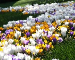 Crocus 'Mixed Colours' 19 Crocus 'Mixed Colours' -Flowers Sales Store crocus mixed 6