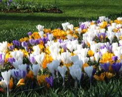 Crocus 'Mixed Colours' 16 Crocus 'Mixed Colours' -Flowers Sales Store crocus mixed 7