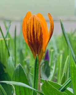Crocus 'Orange Monarch' 14 Crocus 'Orange Monarch' -Flowers Sales Store crocus orange monarch 0