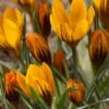 Crocus 'Orange Monarch' -Flowers Sales Store crocus orange monarch 0 a1fb6212 ccdc 4f46 adf3 29554a7e4f20