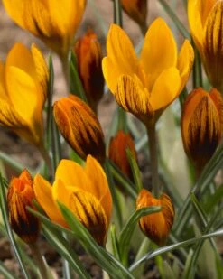 Crocus 'Orange Monarch'