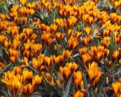 Crocus 'Orange Monarch' 13 Crocus 'Orange Monarch' -Flowers Sales Store crocus orange monarch 2