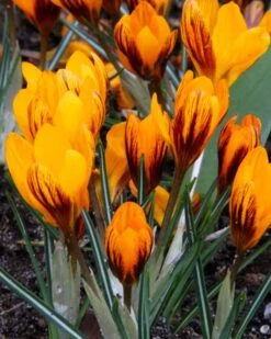 Crocus 'Orange Monarch' 16 Crocus 'Orange Monarch' -Flowers Sales Store crocus orange monarch 3