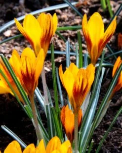 Crocus 'Orange Monarch' 18 Crocus 'Orange Monarch' -Flowers Sales Store crocus orange monarch 4