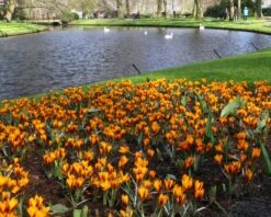 Crocus 'Orange Monarch' 12 Crocus 'Orange Monarch' -Flowers Sales Store crocus orange monarch 5